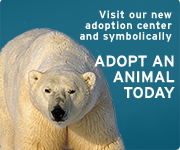 Symbolically adopt an animal today